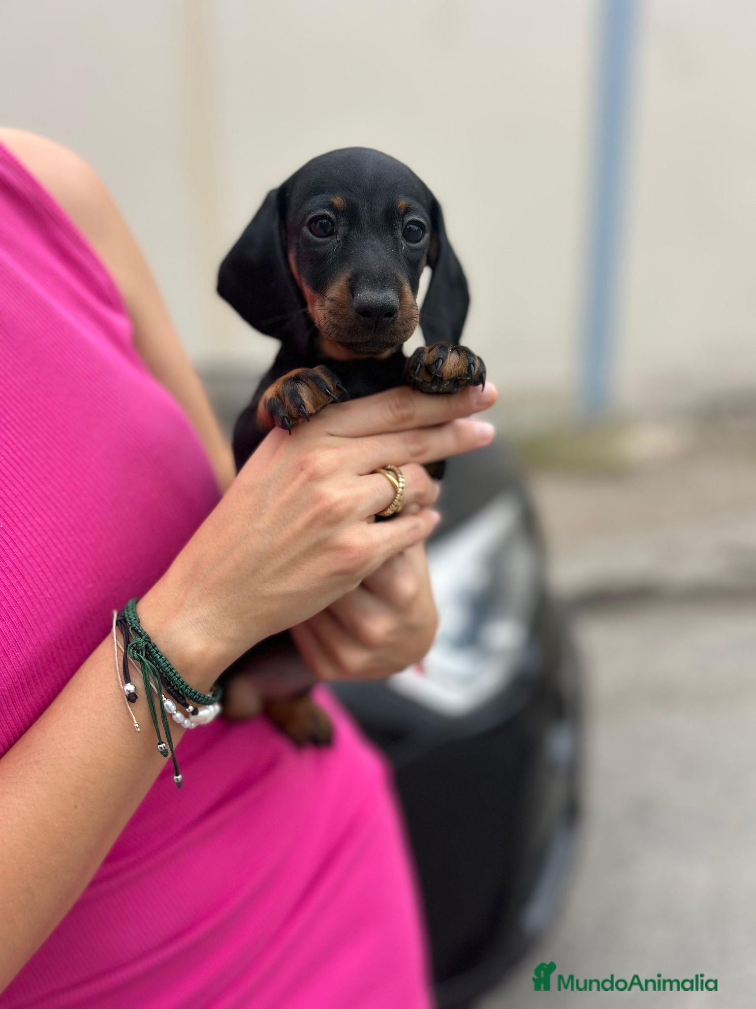 Teckel Miniatura perros teckel kaninchen  - Anuncio 1