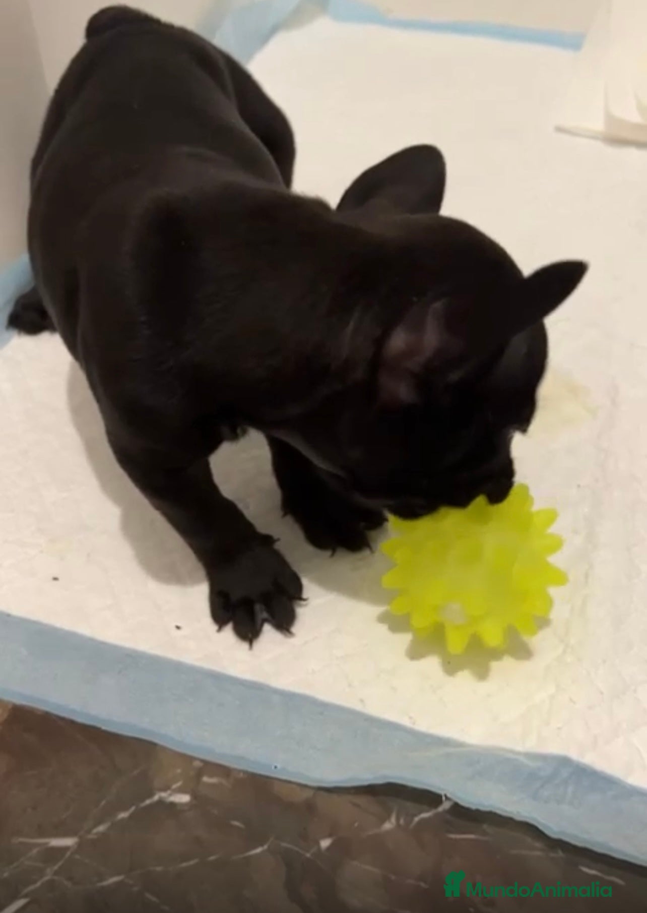 Bulldog Francés perros BULLDOG FRANCÉS HEMBRA DISPONIBLE - Anuncio 2