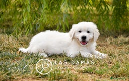 Golden Retriever perros en venta: 🐶 GOLDEN RETRIEVER. La ternura hecha perro 🐾 en Rubena - Imagen 6
