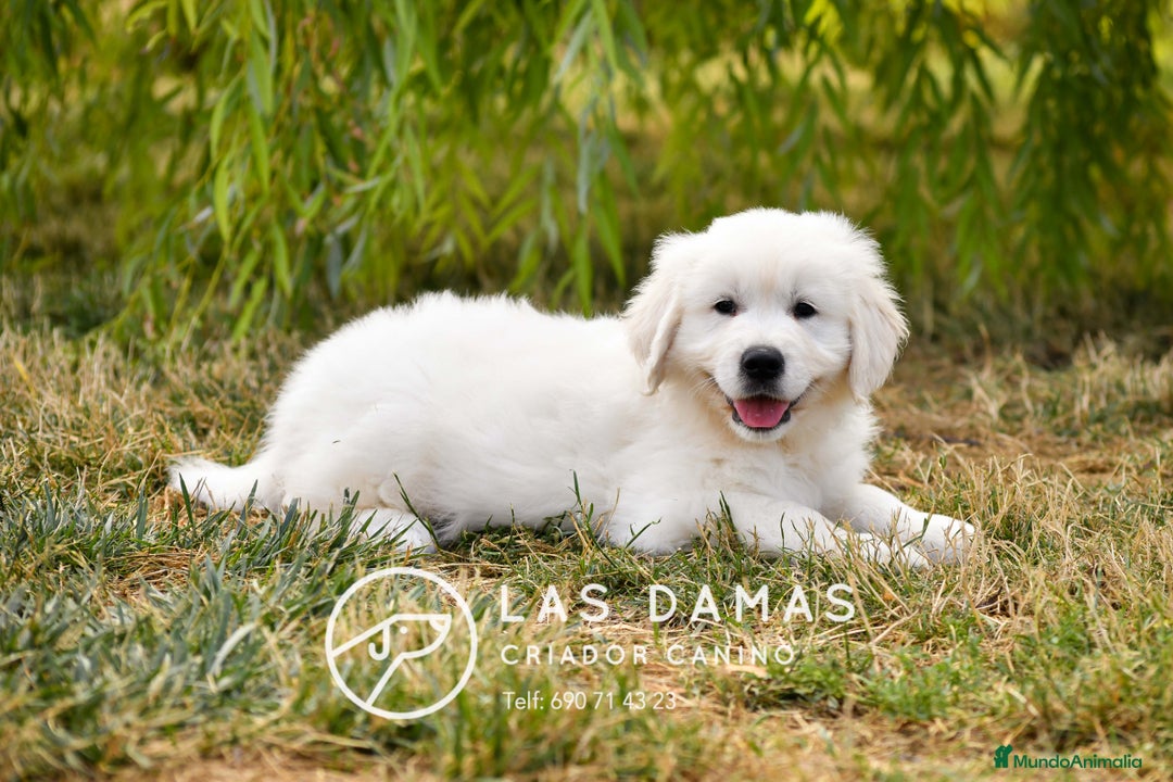 Golden Retriever perros en venta: 🐶 GOLDEN RETRIEVER. La ternura hecha perro 🐾 en Rubena - Imagen 6
