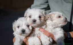 Bichón Maltés perros en venta: Preciosos Bichon maltes - Anuncio 4