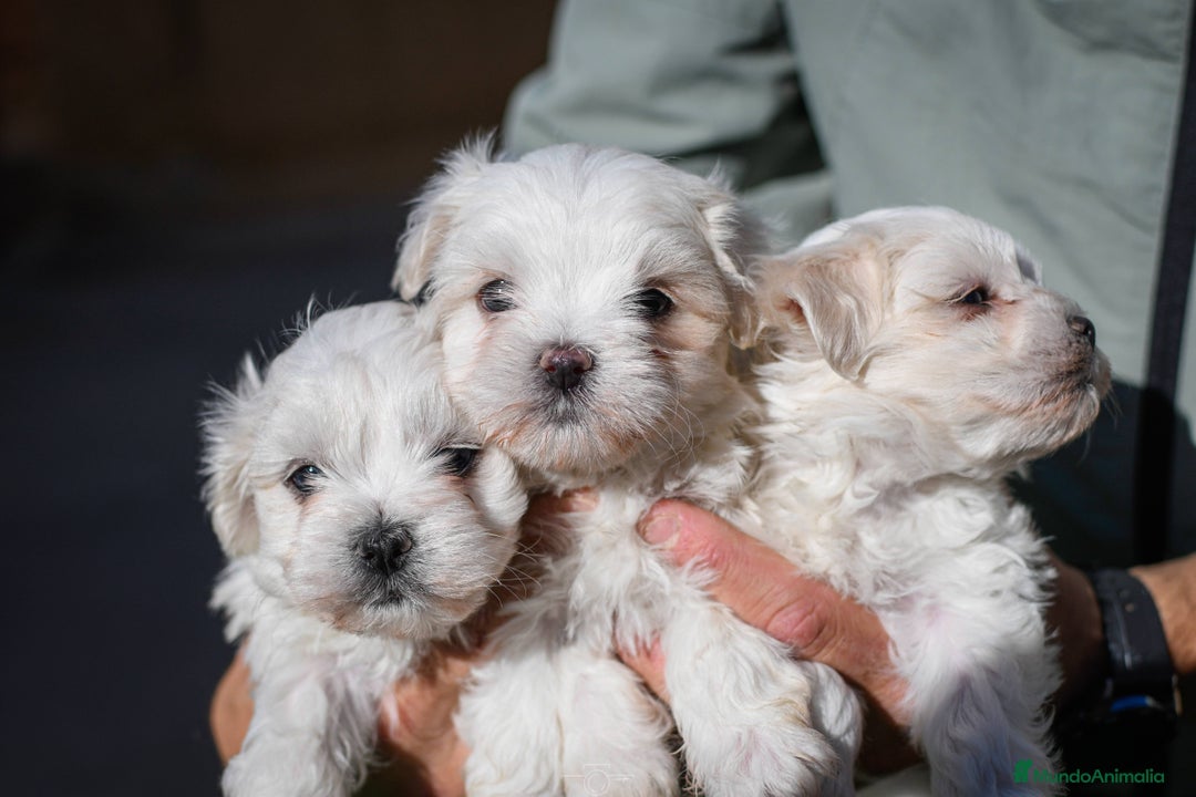 Bichón Maltés perros en venta: Preciosos Bichon maltes - Anuncio 4