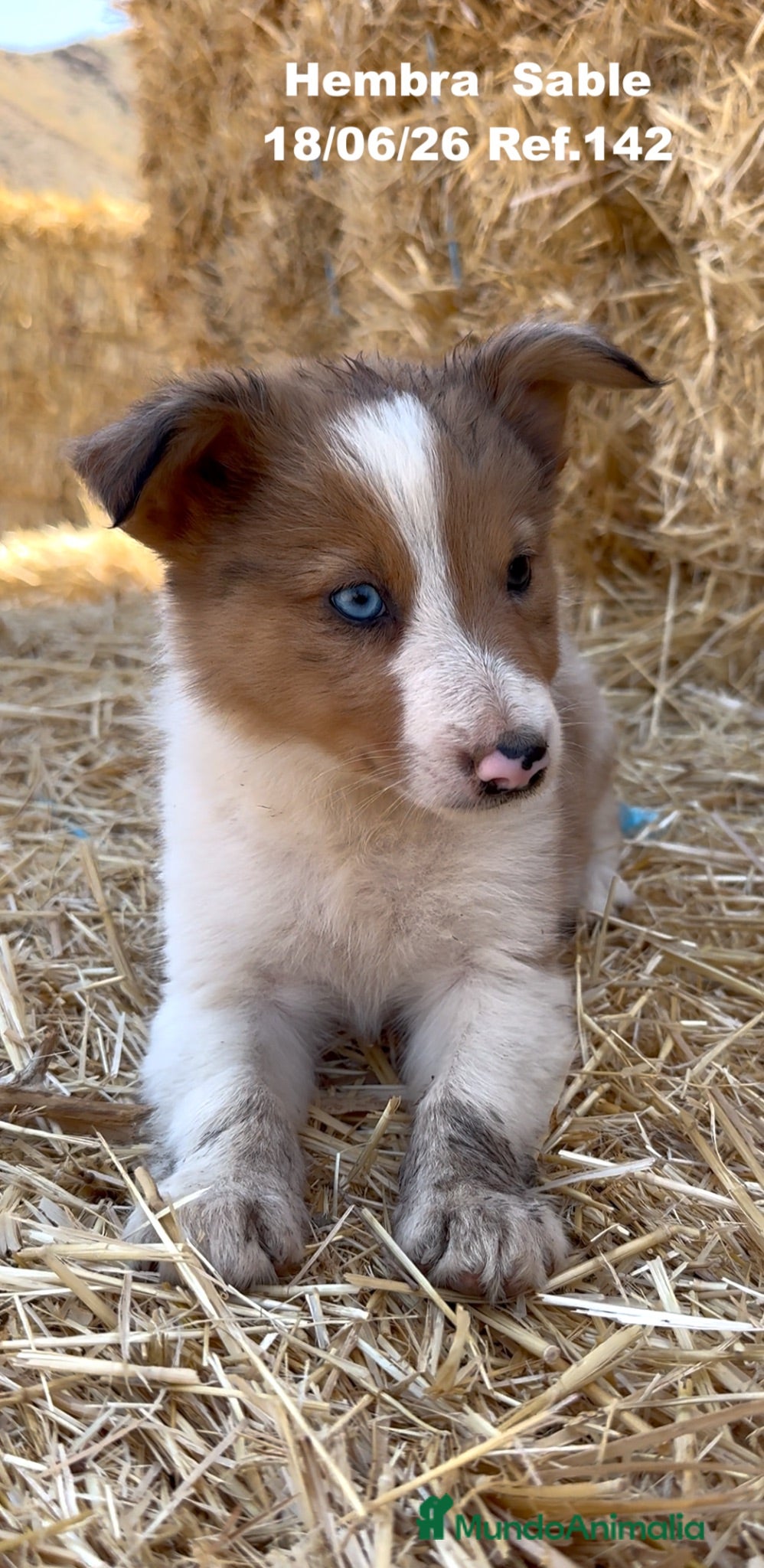 Border Collie perros BORDER COLLIE DE VILLA BIZNAGA - Anuncio 1