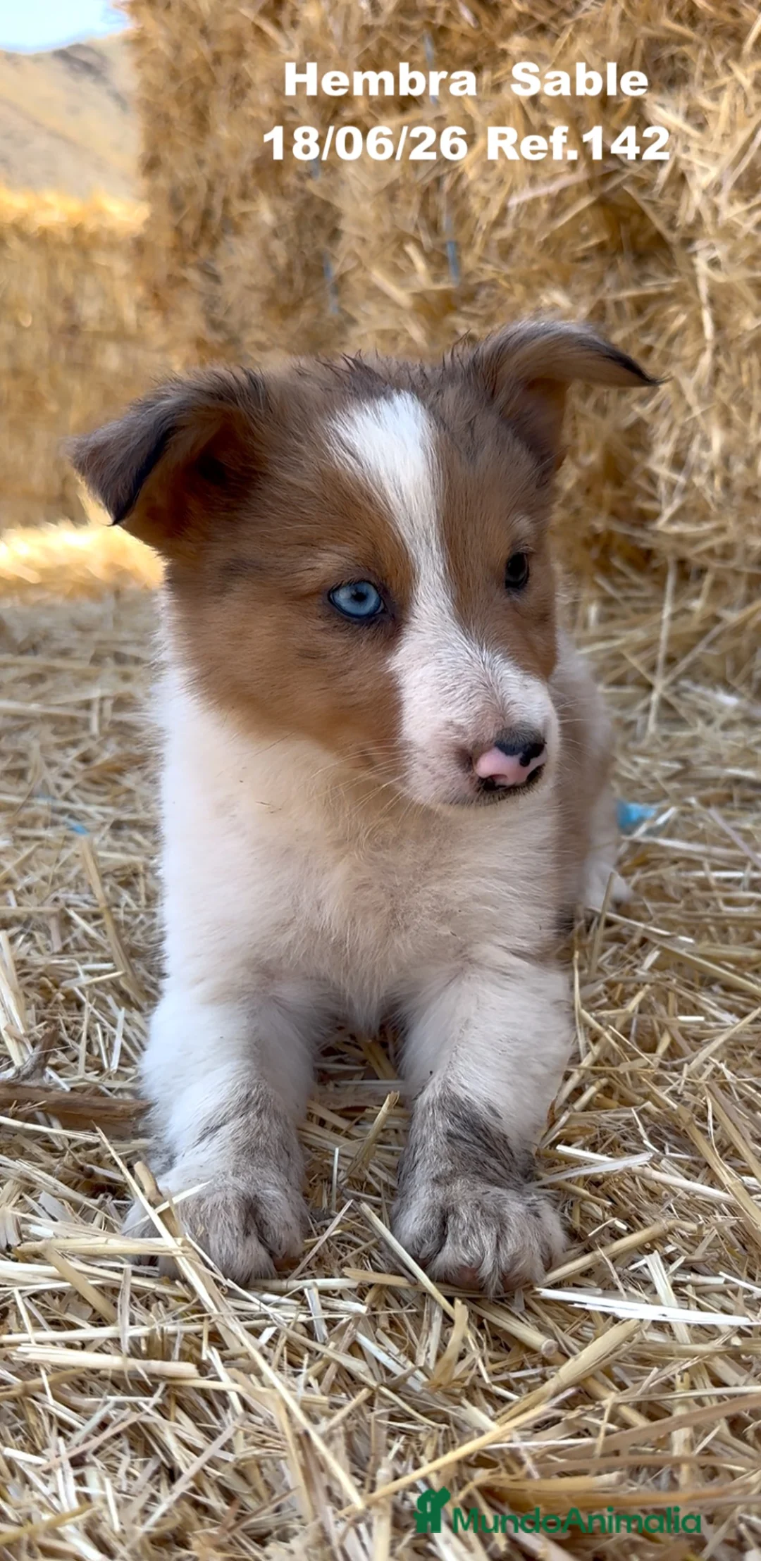Border Collie perros en venta: BORDER COLLIE DE VILLA BIZNAGA - Anuncio 1