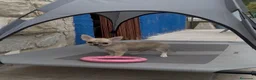 Chihuahua perros en venta: Excelentes machitos chihuahua - Anuncio 3