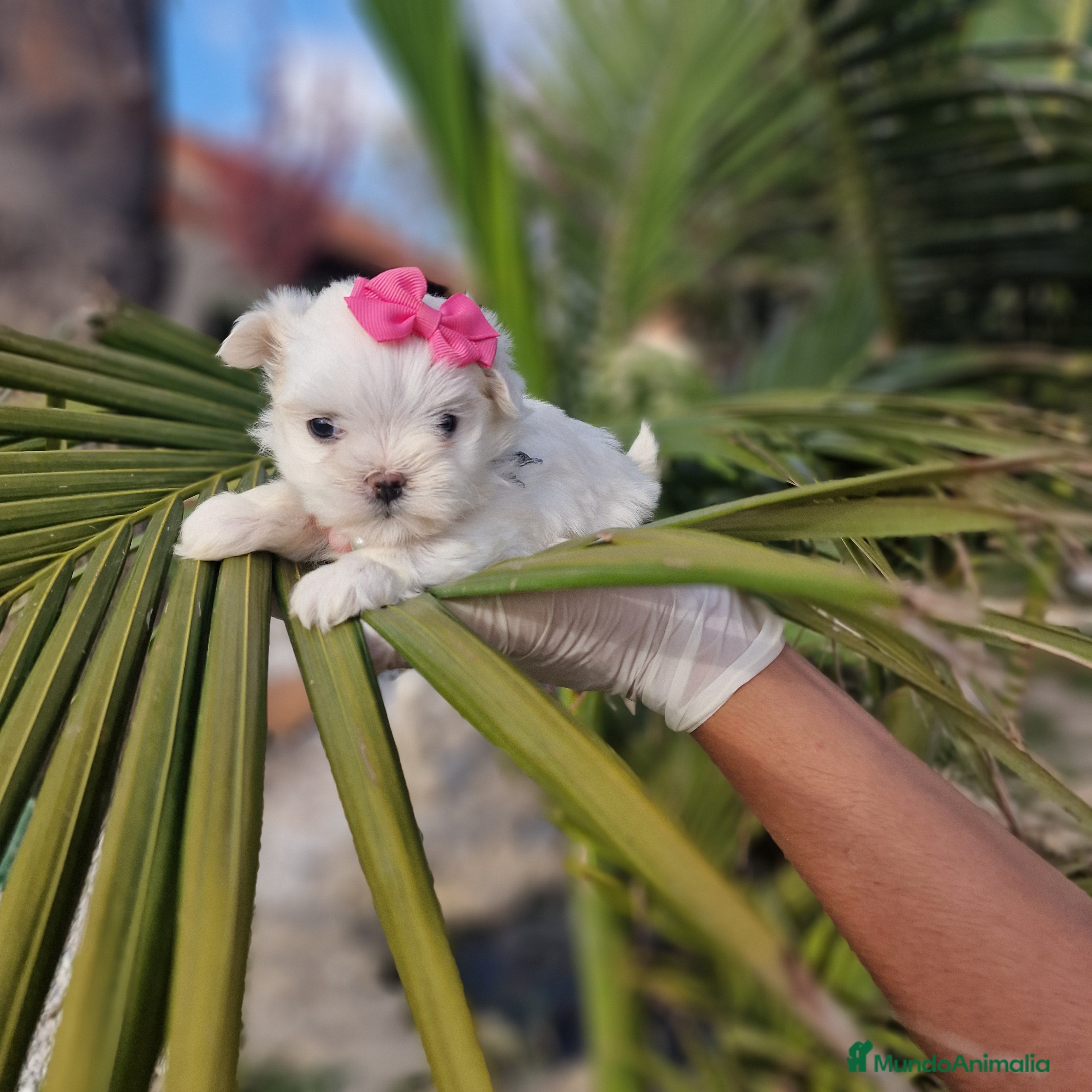 Bichón Maltés perros Bichon maltes 75 por cien coreanos! Espectaculares en Valencia - Anuncio 2