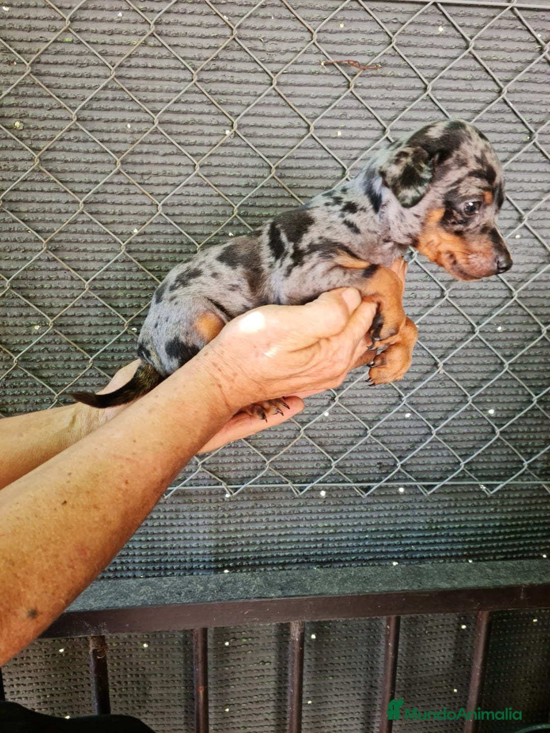 Pinscher Miniatura perros en venta: Mini pinscher  - Imagen 4