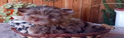 Biewer Yorkshire Terrier a la Pom Pon perros en venta: Cachorros Yorkshire color exóticos miniatura - Anuncio 4