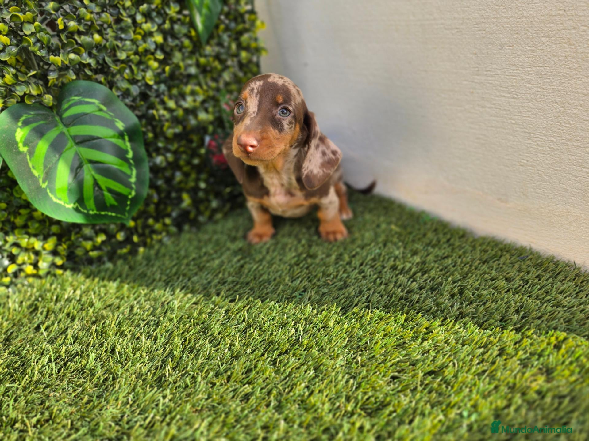 Teckel Miniatura perros TECKEL MINIATURA & KANNINCHEN ARLEQUIN - Anuncio 1