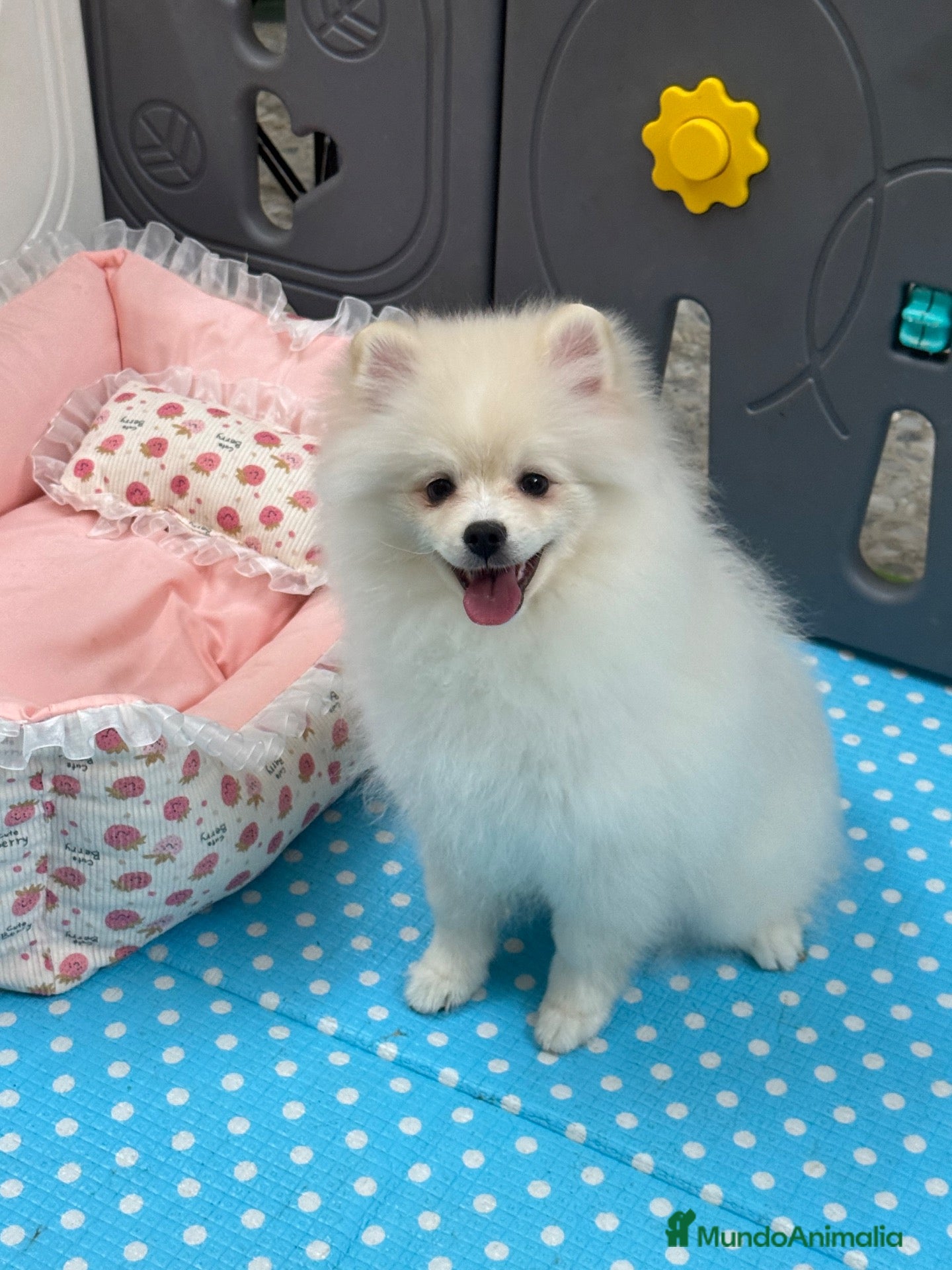 Pomerania perros Pomerania Hembra - Anuncio 1