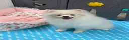 Pomerania perros en venta: Pomerania Hembra - Anuncio 1