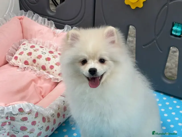 Pomerania perros en venta: Pomerania Hembra - Anuncio 1