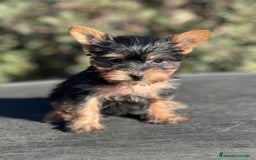 Yorkshire Terrier perros en venta: YORKI TOY MACHO DISPONIBLE en Barcelona - Imagen 3