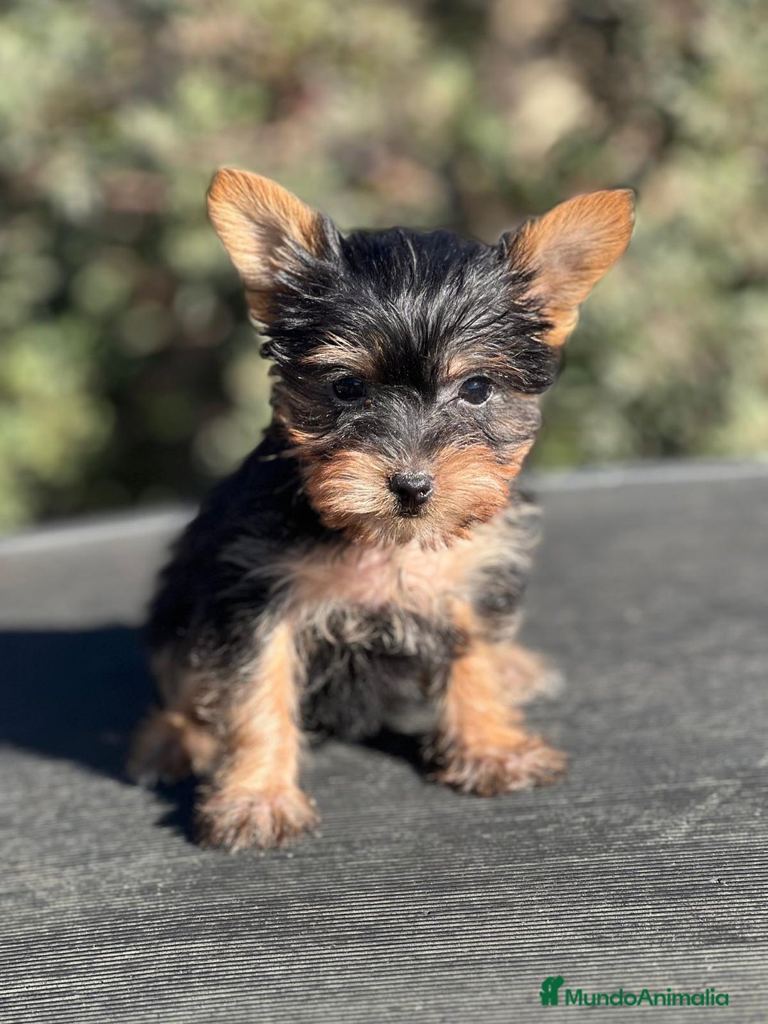 Yorkshire Terrier perros en venta: YORKI TOY MACHO DISPONIBLE en Barcelona - Imagen 3