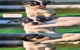 Chihuahua perros en venta: CHIHUAHUA TOY ♂️♀️ - Anuncio 1