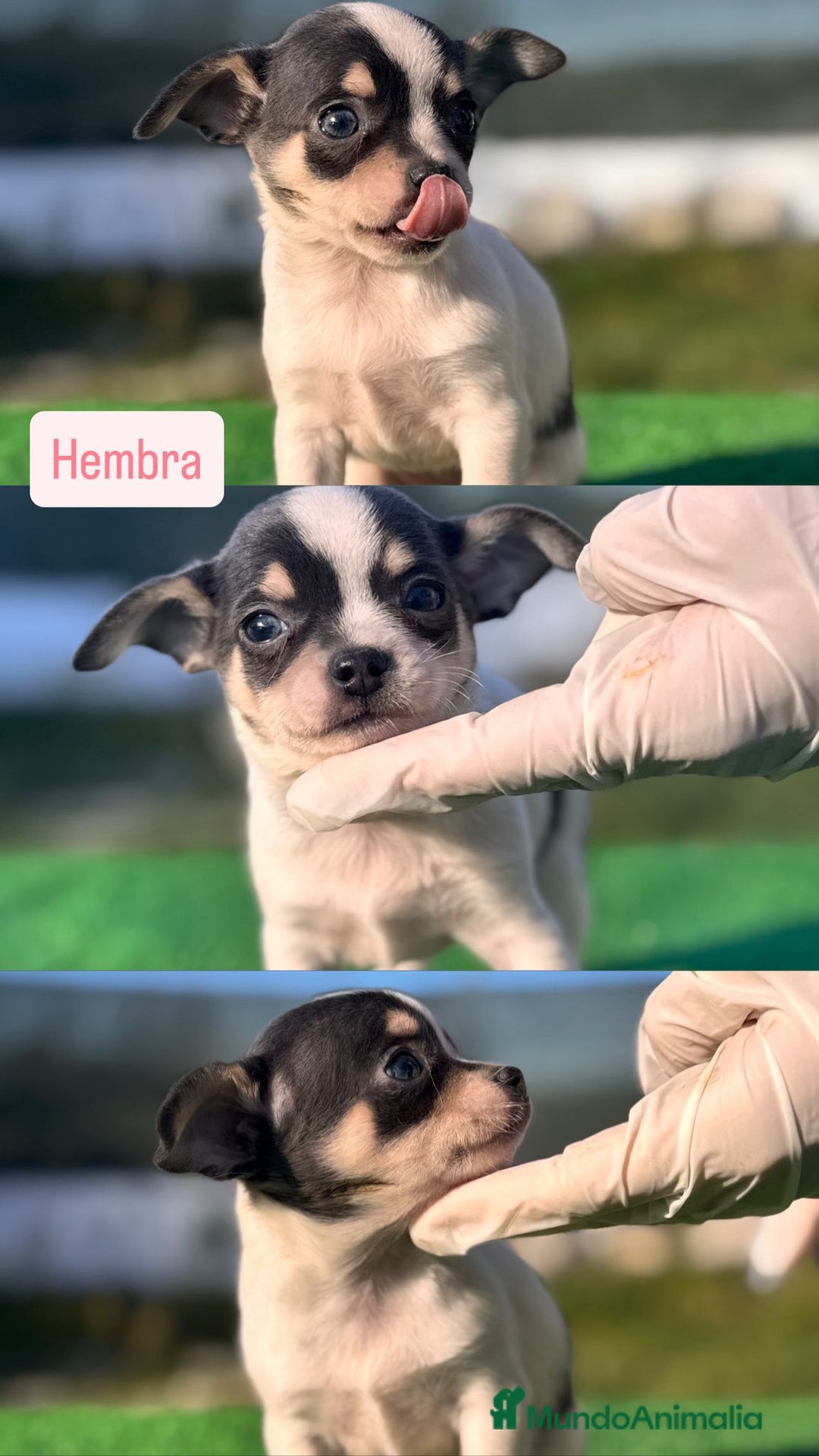 Chihuahua perros en venta: CHIHUAHUA TOY ♂️♀️ - Anuncio 1