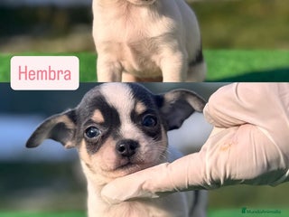Chihuahua perros CHIHUAHUA TOY ♂️♀️ - Anuncio 2