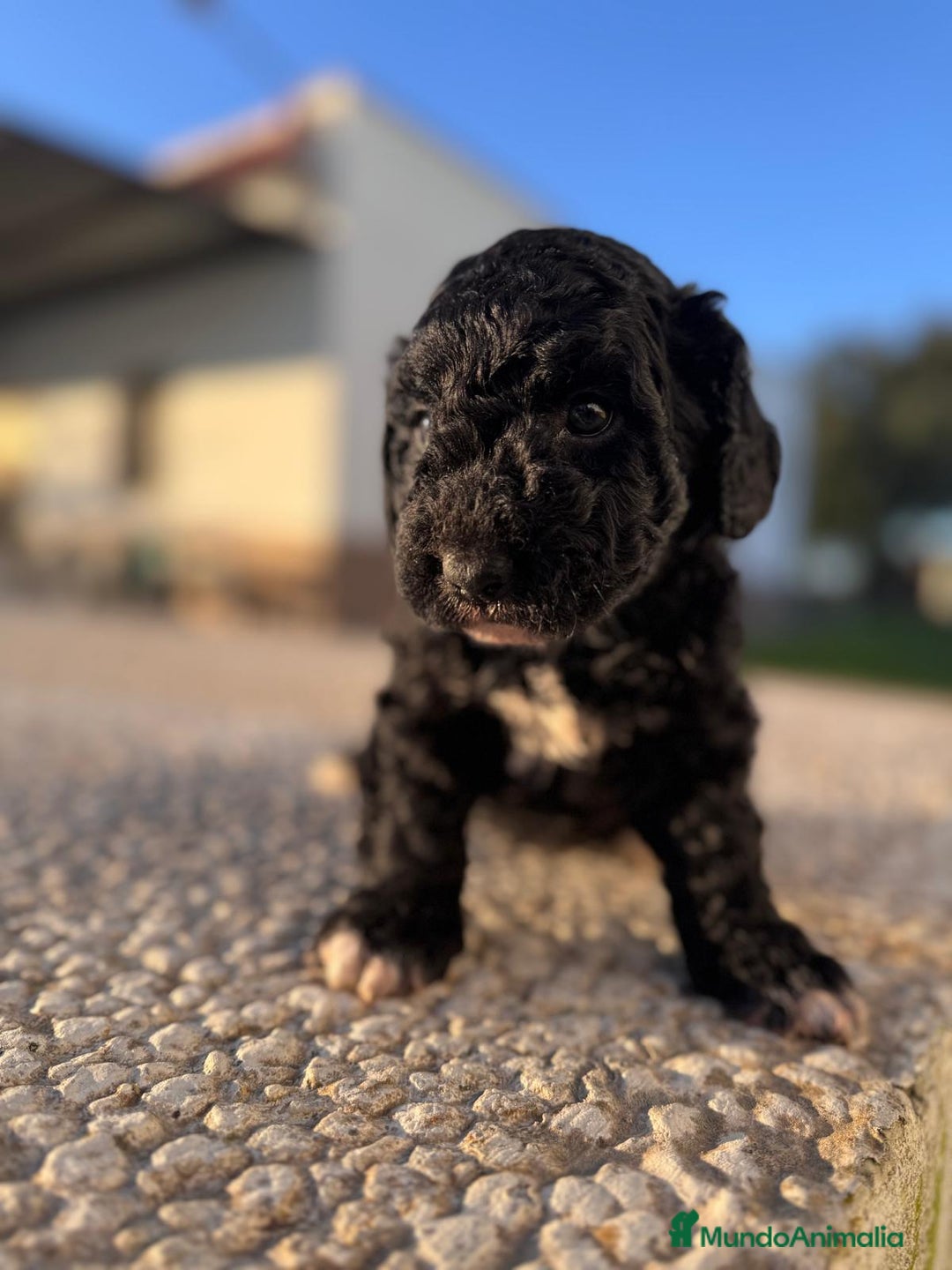 Perro de Agua Español perros en venta: PERRO DE AGUA HEMBRA RABONA - Anuncio 6