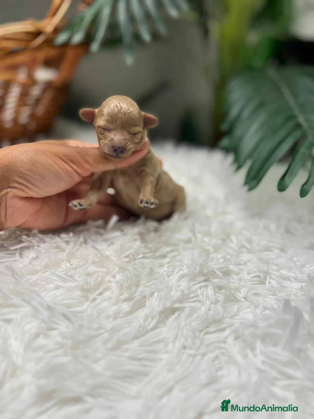 Caniche Toy perros en venta: CANICHE TOY - Anuncio 15