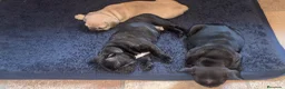 Bulldog Francés perros en venta: Buldog francés  - Anuncio 4