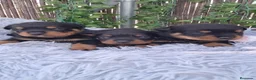 Rottweiler perros en venta: Bebés Rottweiler  - Anuncio 3