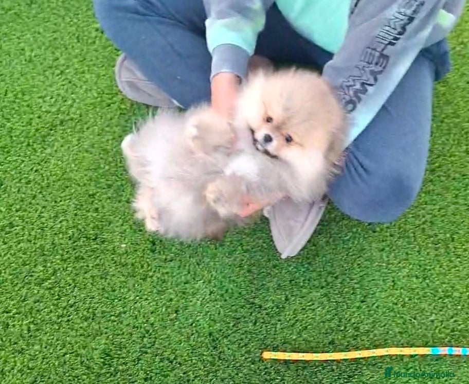 Pomerania perros Excelente machito pomerania. - Anuncio 10