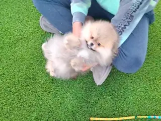 Pomerania perros Excelente machito pomerania. - Anuncio 10