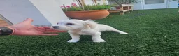 Bichón Maltés perros en venta: Bichon maltes disponibles  - Anuncio 2