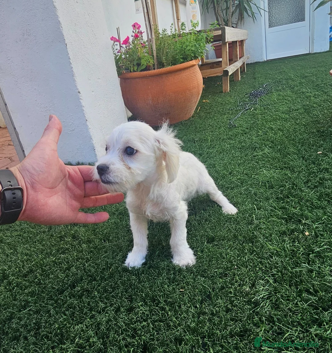 Bichón Maltés perros en venta: Bichon maltes disponibles  - Anuncio 2