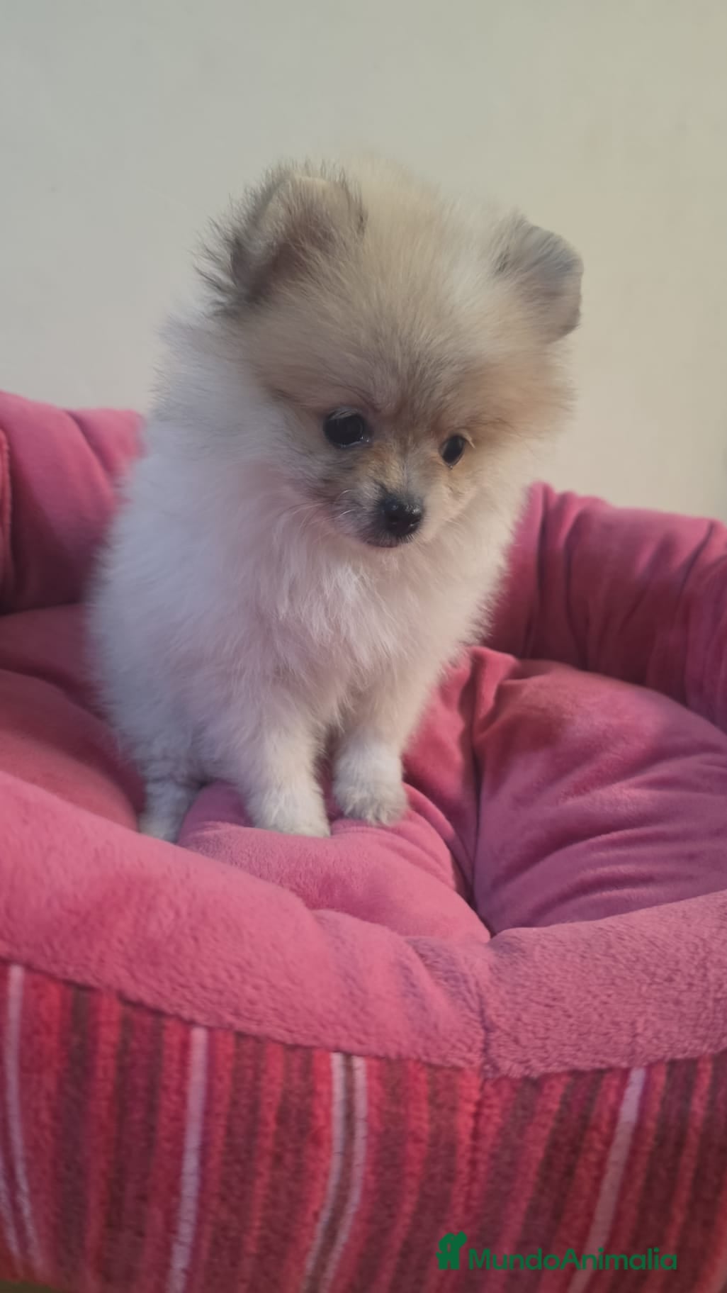 Pomerania perros Cachorritos pomerania - Anuncio 1