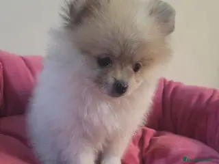Pomerania perros Cachorritos pomerania - Anuncio 1