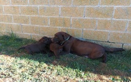 Labrador Retriever perros en venta: Labradores chocolate - Imagen 3