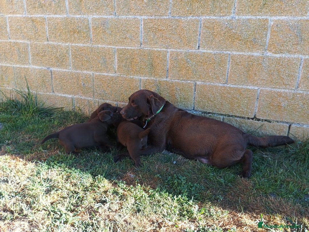 Labrador Retriever perros en venta: Labradores chocolate - Imagen 3