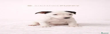 Jack Russell Terrier Cachorro 2