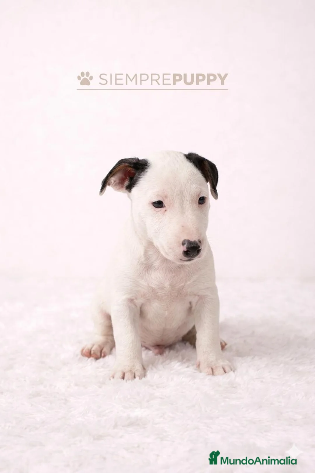 Jack Russell Terrier perros en venta: JACK RUSSELL MINI - Anuncio 2