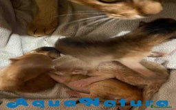 Abisinio gatos en venta:  Abisinio Macho de Mia 7907 AQUANATURA - Imagen 6