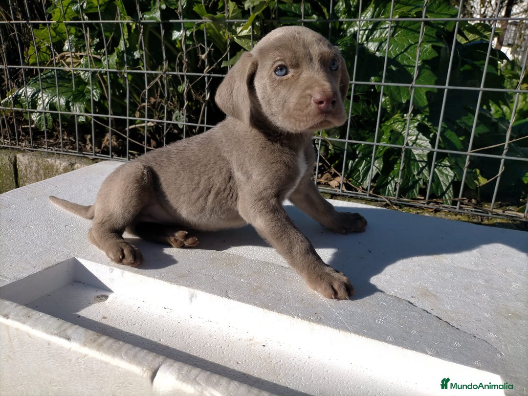 Weimaraner perros en venta: Braco de weimar 2 ultimas hembras!! - Anuncio 8