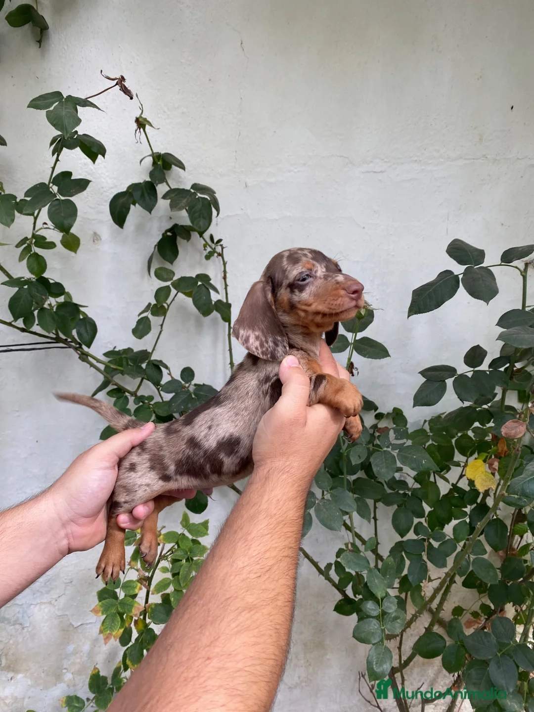 Teckel Miniatura perros en venta: Cachorros de Teckel miniatura  - Anuncio 2