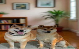 Shiba Inu perros en venta: Camada de shiba inu - Imagen 4
