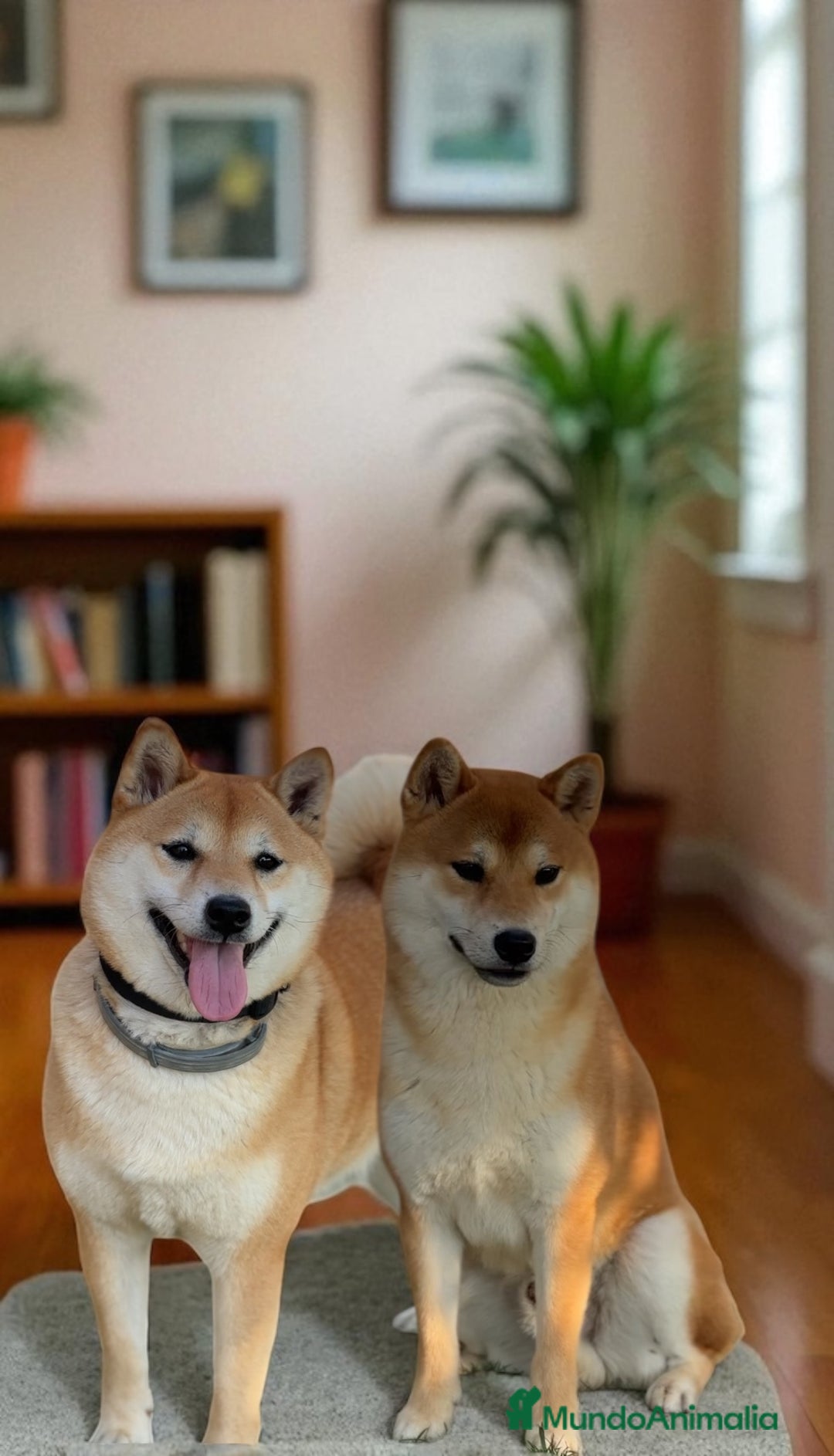 Shiba Inu perros en venta: Camada de shiba inu - Imagen 4