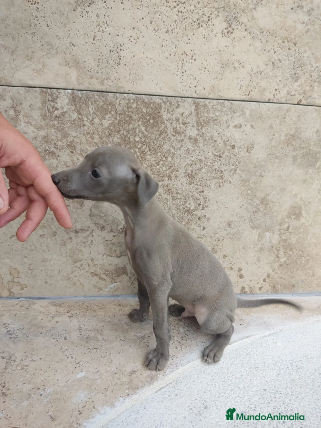 Pequeño Lebrel Italiano perros en venta: Cachorro de lebrel italiano  - Anuncio 2