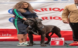 Dogo Alemán perros en venta: Cachorros de Dogo Alemán - Imagen 7