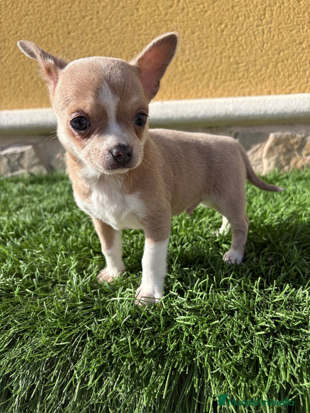 Chihuahua perros en venta: Chihuahua macho marrón blue ojos azules - Anuncio 1
