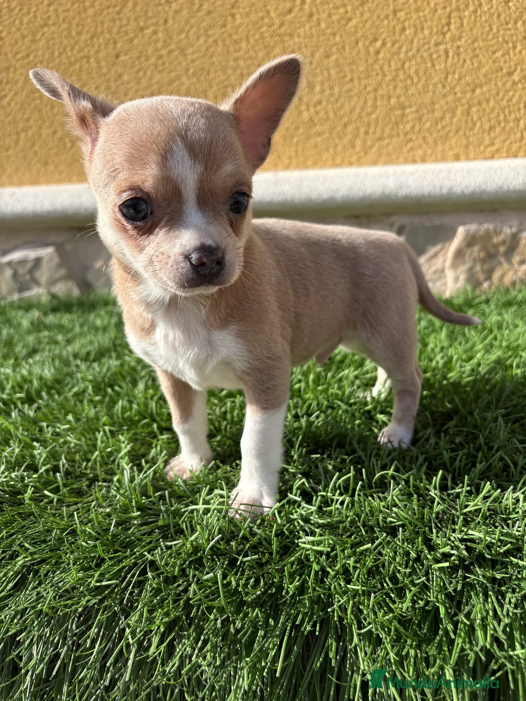 Chihuahua perros en venta: Chihuahua macho marrón blue ojos azules - Anuncio 1