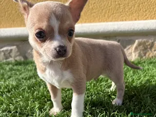 Chihuahua perros Chihuahua macho marrón blue ojos azules - Anuncio 3