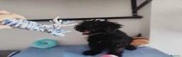 Perro de Agua Español perros en venta: Perro de agua  - Anuncio 15