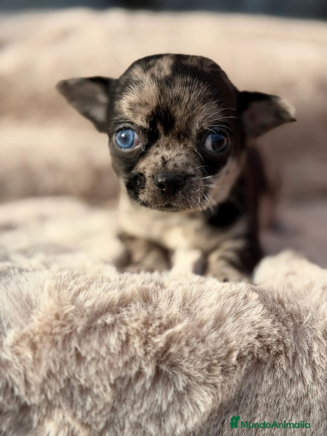 Chihuahua perros en venta: Chihuahua línea rusa  - Anuncio 3