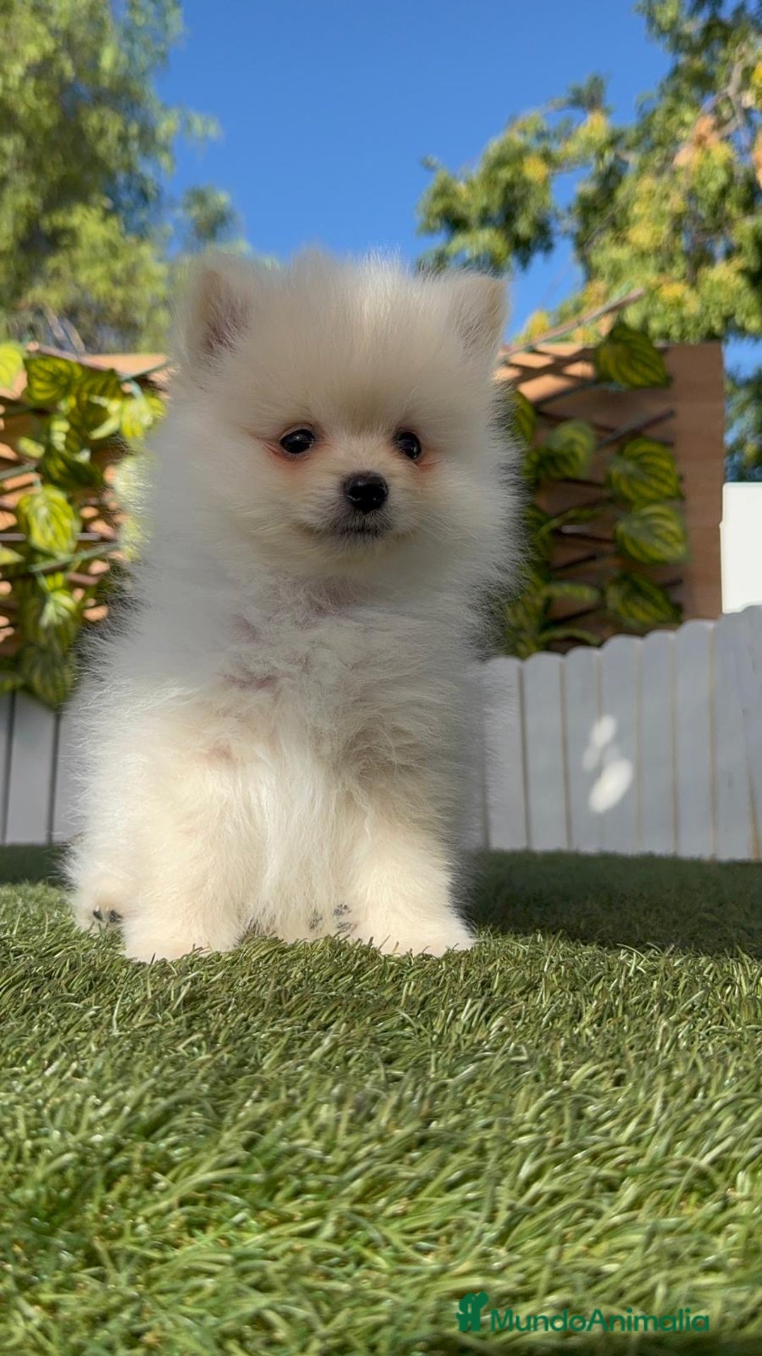 Pomerania perros en venta: POMERANIA - Imagen 18