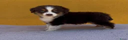 Pastor Australiano perros en venta: Pastor australianos miniatura  - Anuncio 18