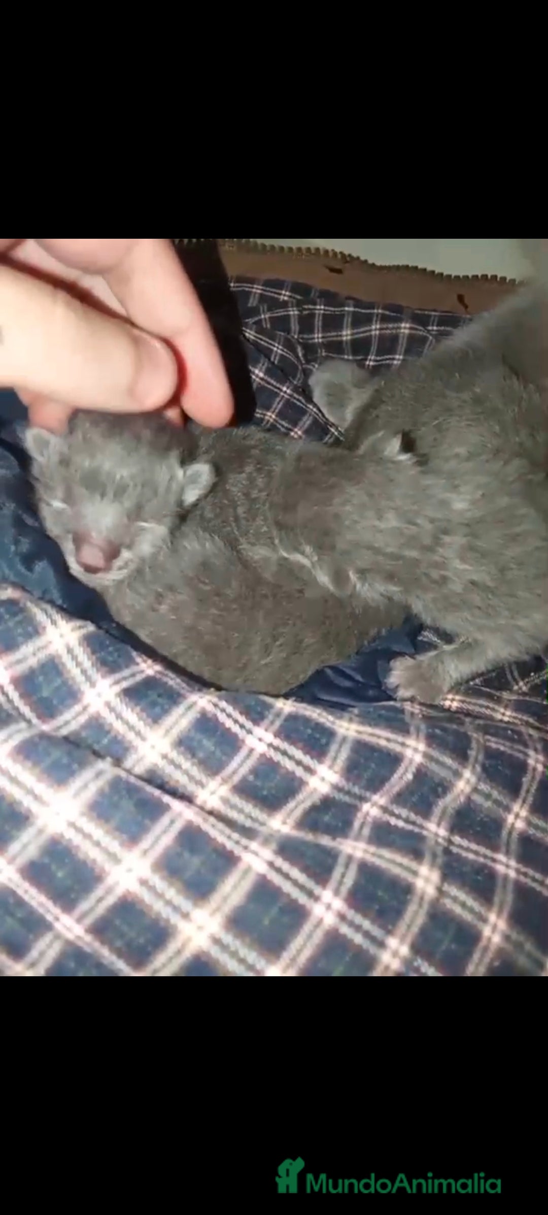 Azul Ruso gatos en venta: Azul ruso hembra y macho  - Anuncio 2